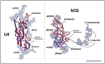 Human Gonadotropin